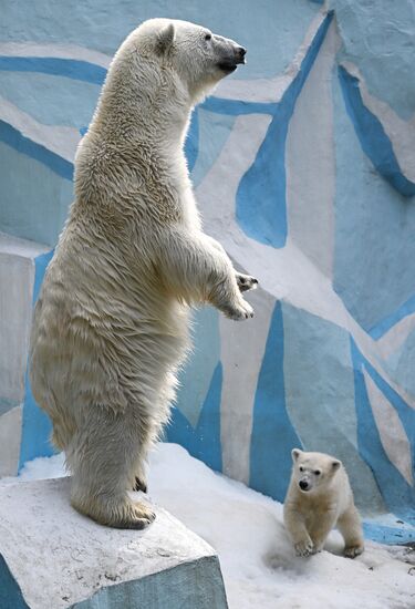 Russia Zoo Polar Bears