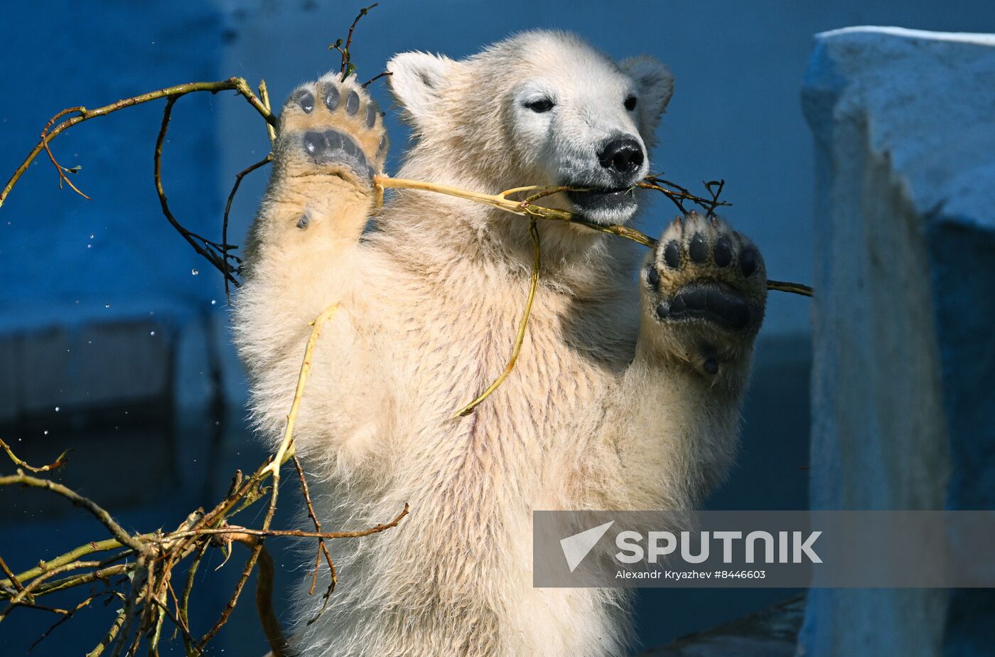 Russia Zoo Polar Bears