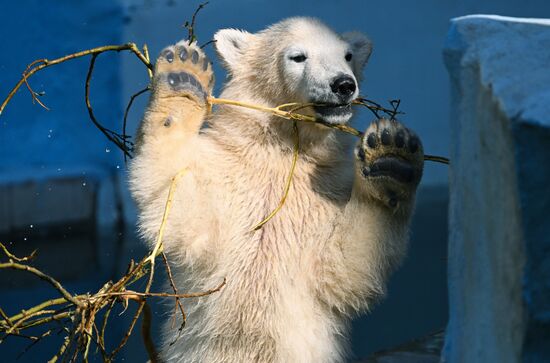 Russia Zoo Polar Bears