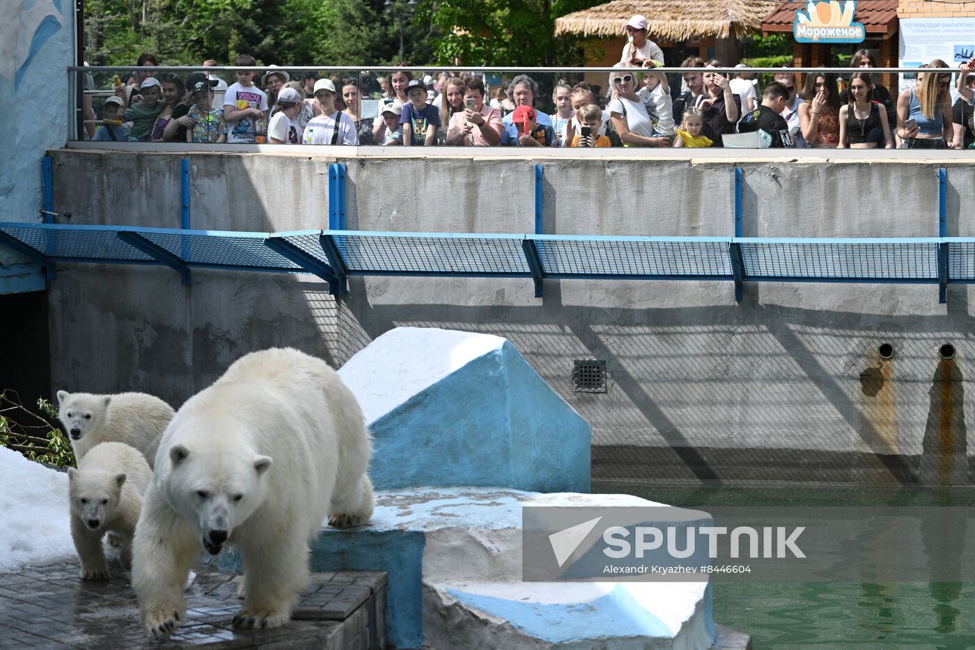 Russia Zoo Polar Bears