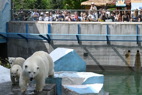 Russia Zoo Polar Bears