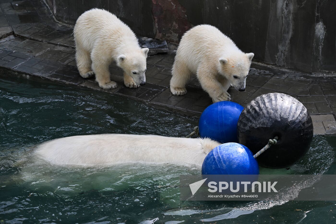 Russia Zoo Polar Bears