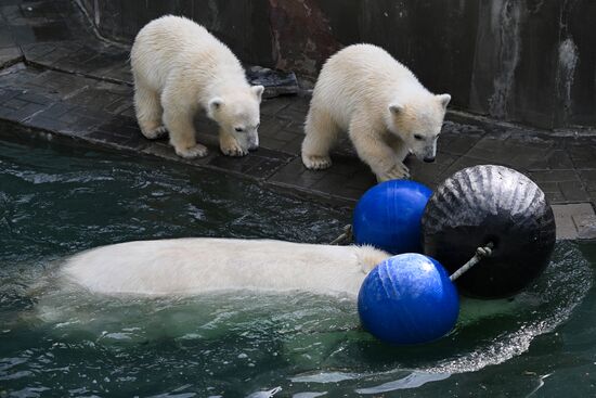 Russia Zoo Polar Bears