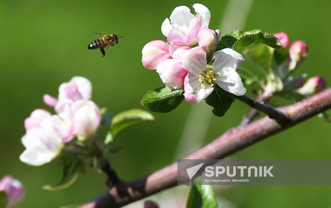 Russia Blooming Season