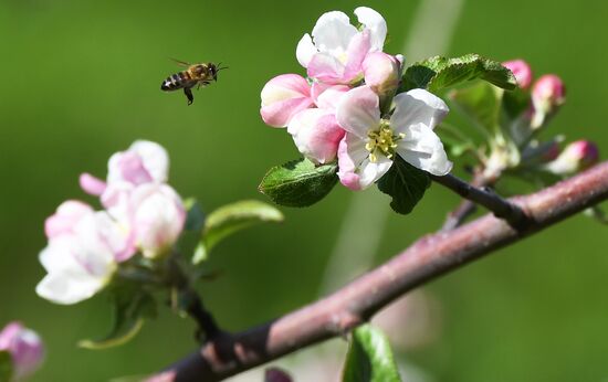 Russia Blooming Season