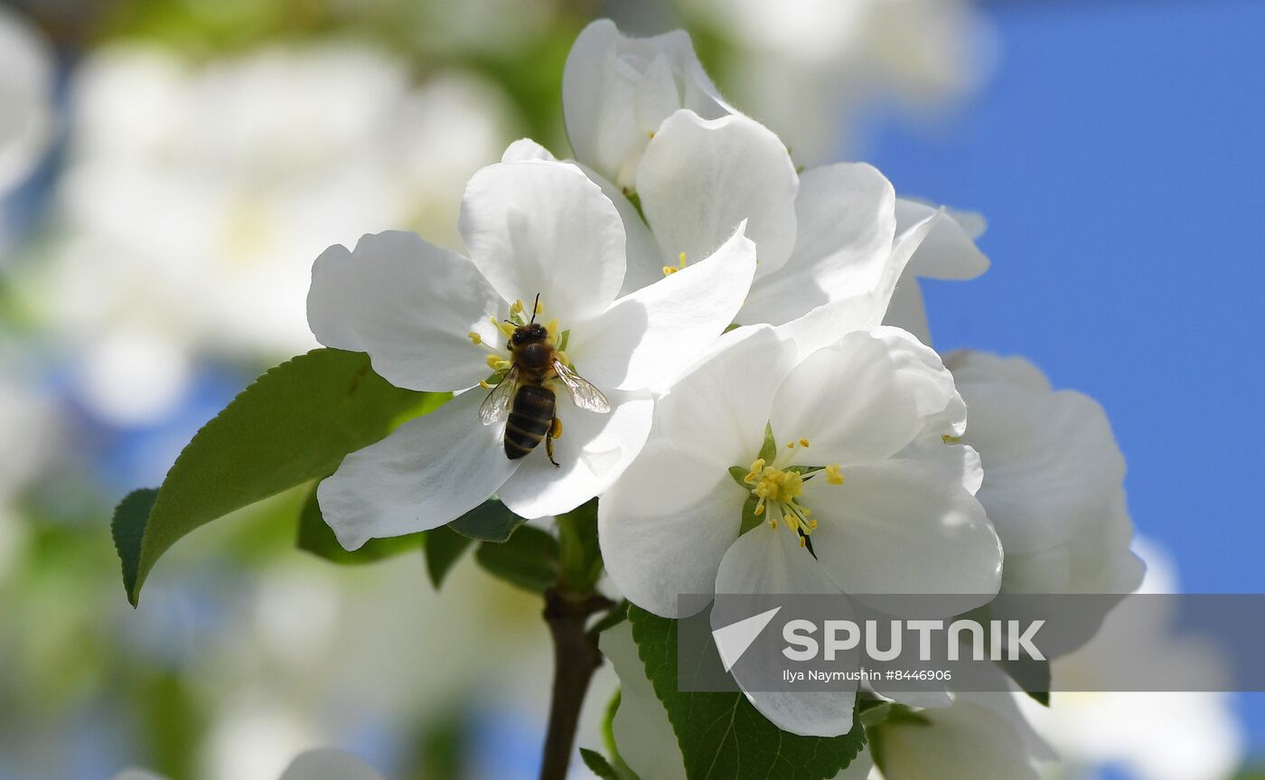 Russia Blooming Season