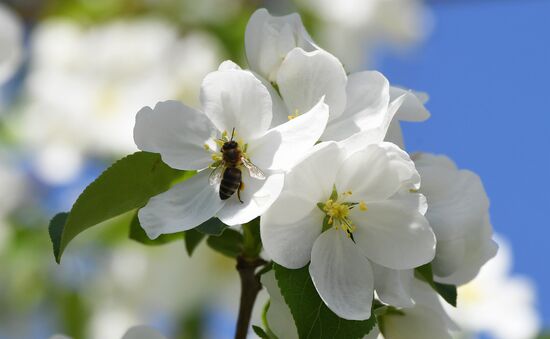 Russia Blooming Season