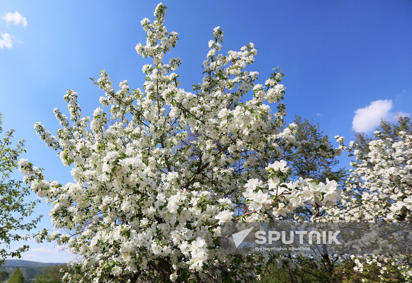 Russia Blooming Season