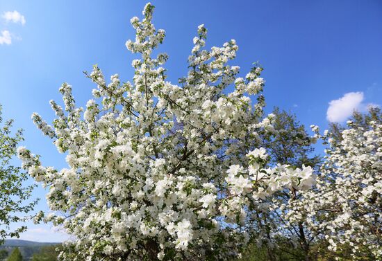 Russia Blooming Season