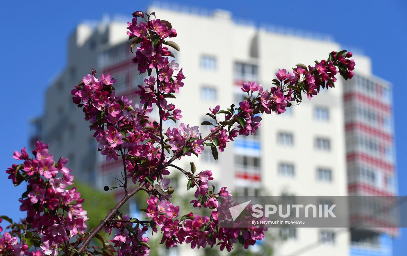 Russia Blooming Season