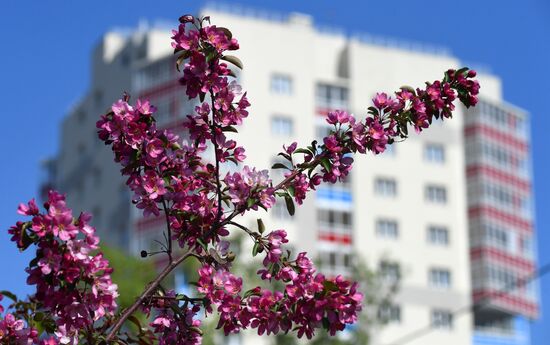 Russia Blooming Season