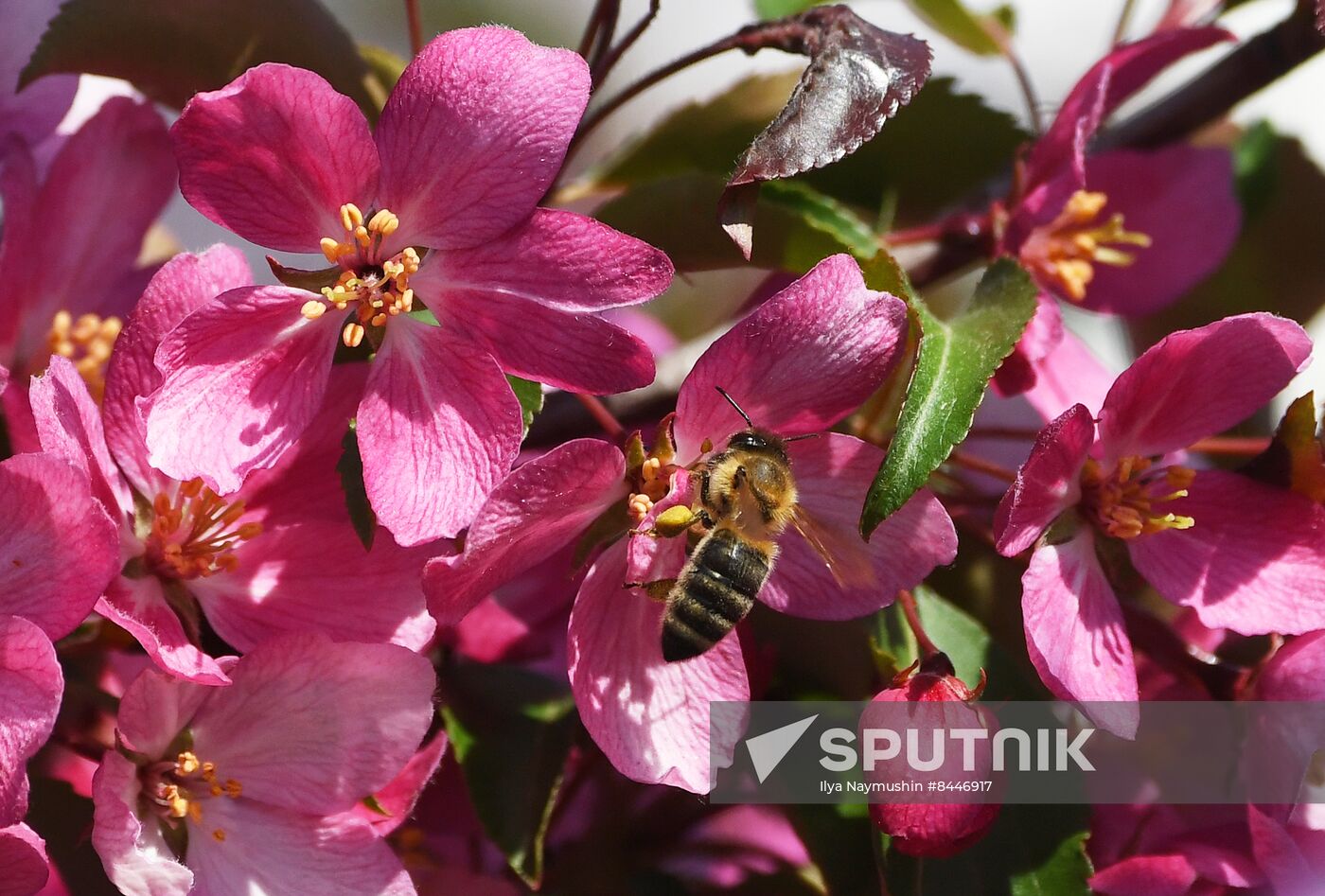 Russia Blooming Season