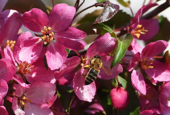 Russia Blooming Season