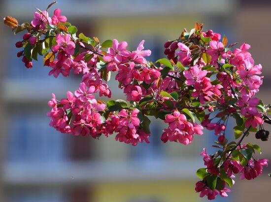 Russia Blooming Season