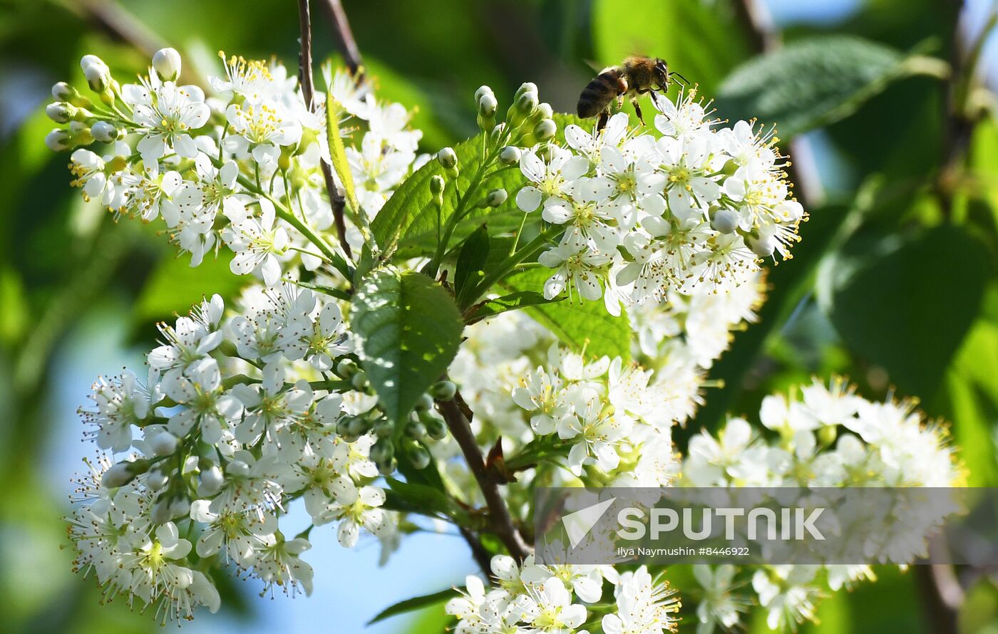 Russia Blooming Season