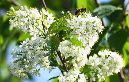 Russia Blooming Season