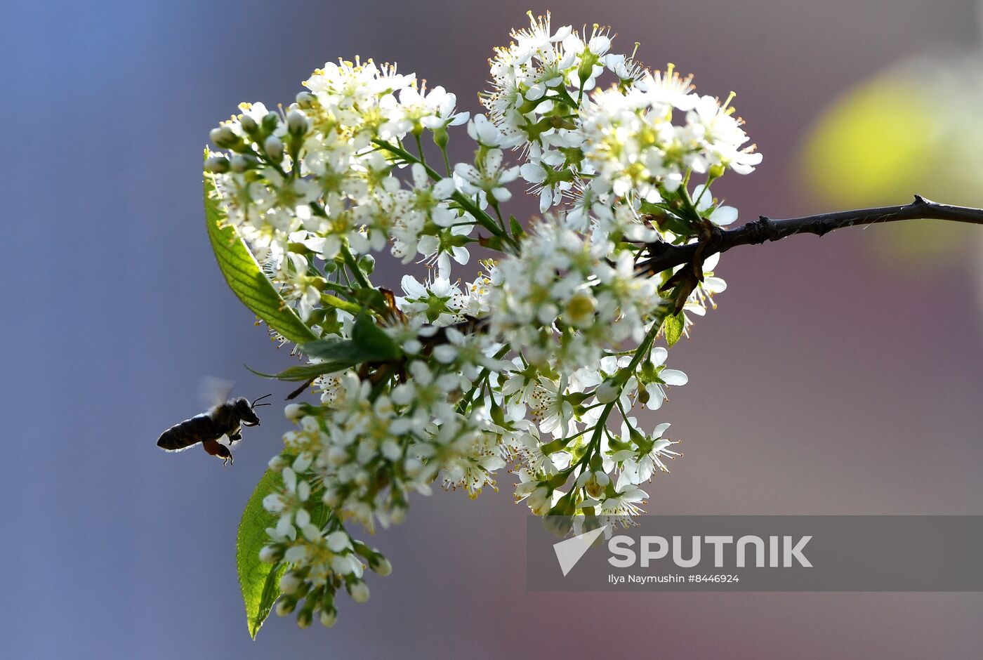 Russia Blooming Season