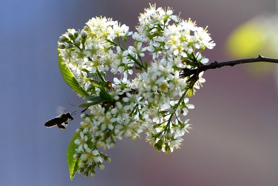 Russia Blooming Season