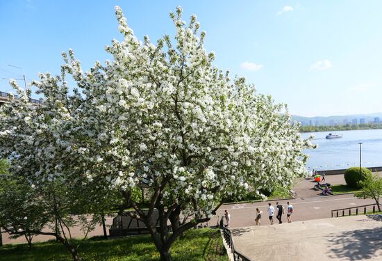 Russia Blooming Season