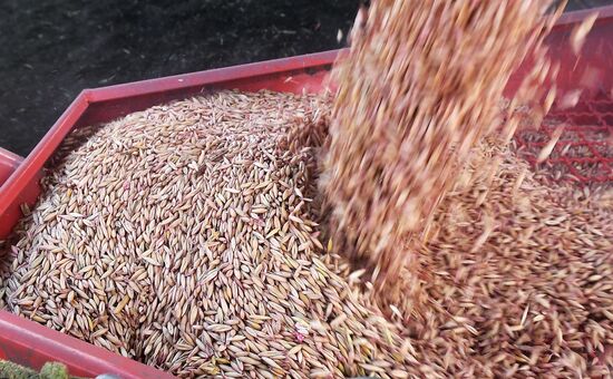 Russia Agricultural