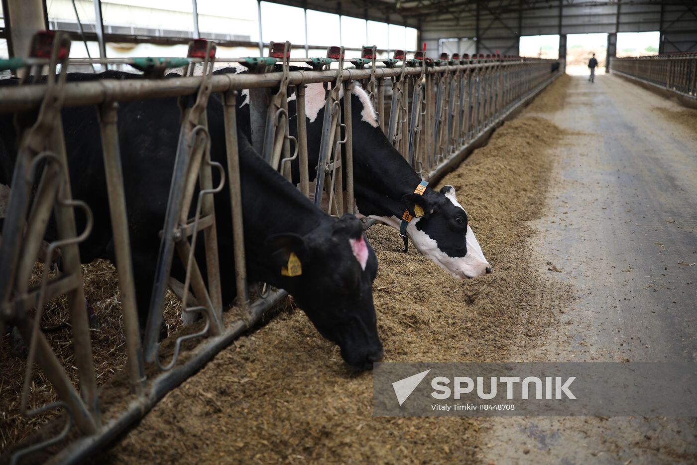 Russia Agriculture Dairy Farm