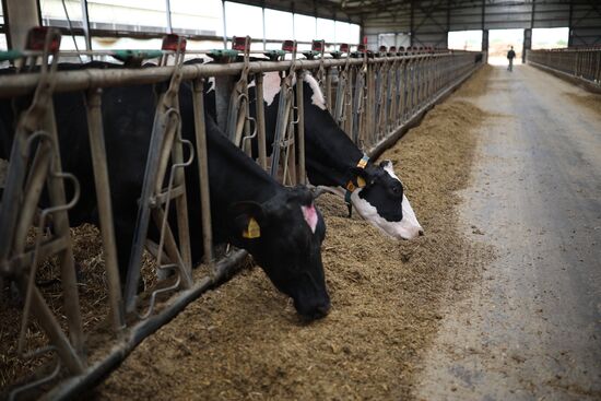 Russia Agriculture Dairy Farm