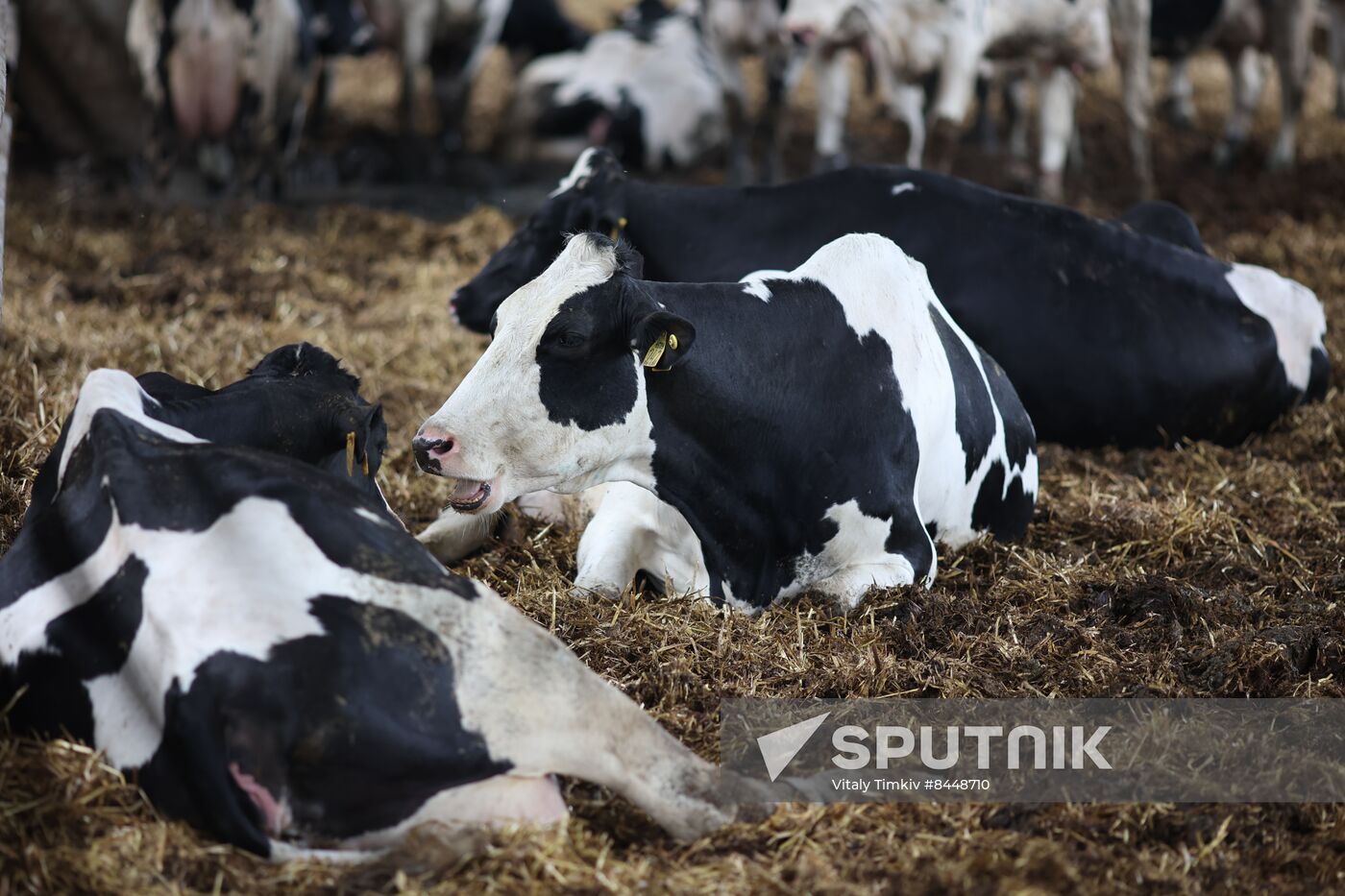 Russia Agriculture Dairy Farm