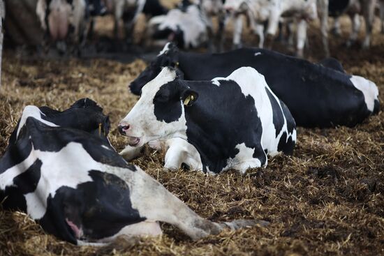 Russia Agriculture Dairy Farm