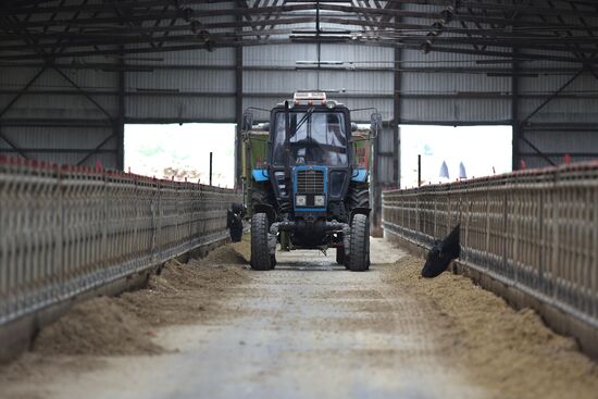 Russia Agriculture Dairy Farm