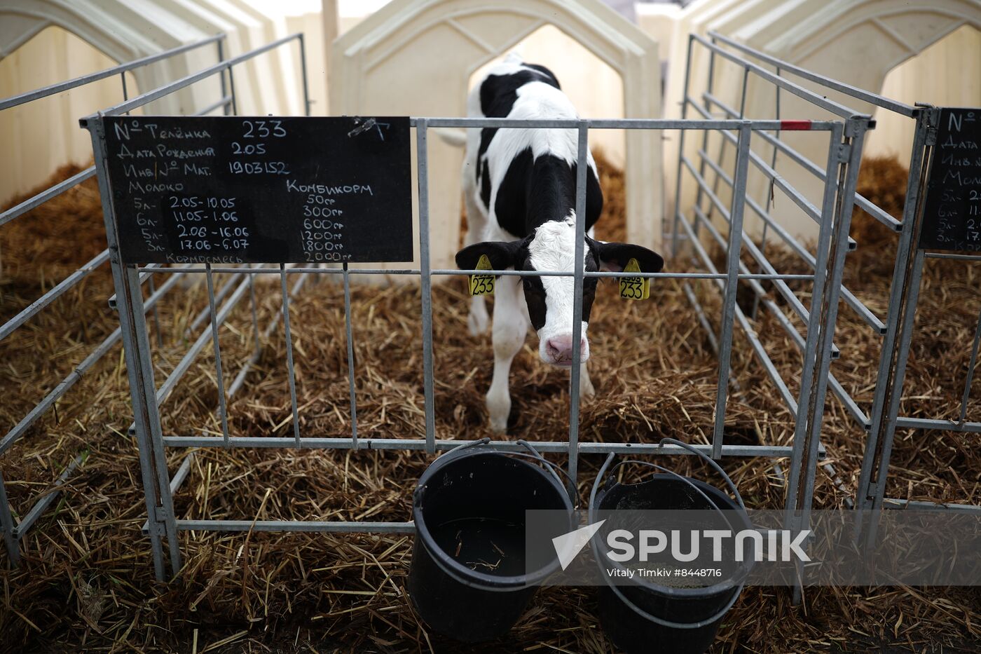 Russia Agriculture Dairy Farm