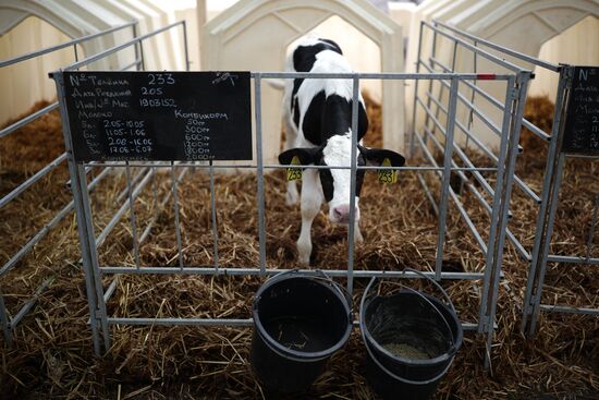 Russia Agriculture Dairy Farm