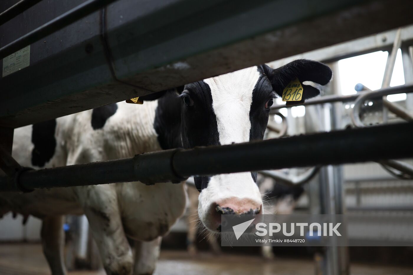 Russia Agriculture Dairy Farm