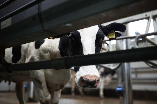 Russia Agriculture Dairy Farm