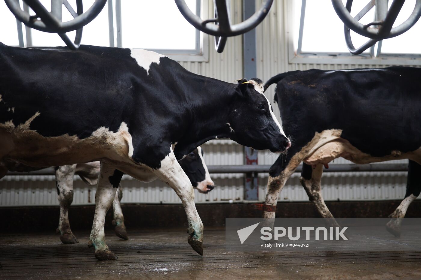 Russia Agriculture Dairy Farm