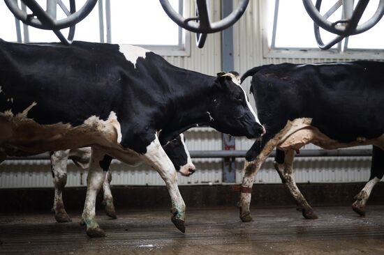 Russia Agriculture Dairy Farm