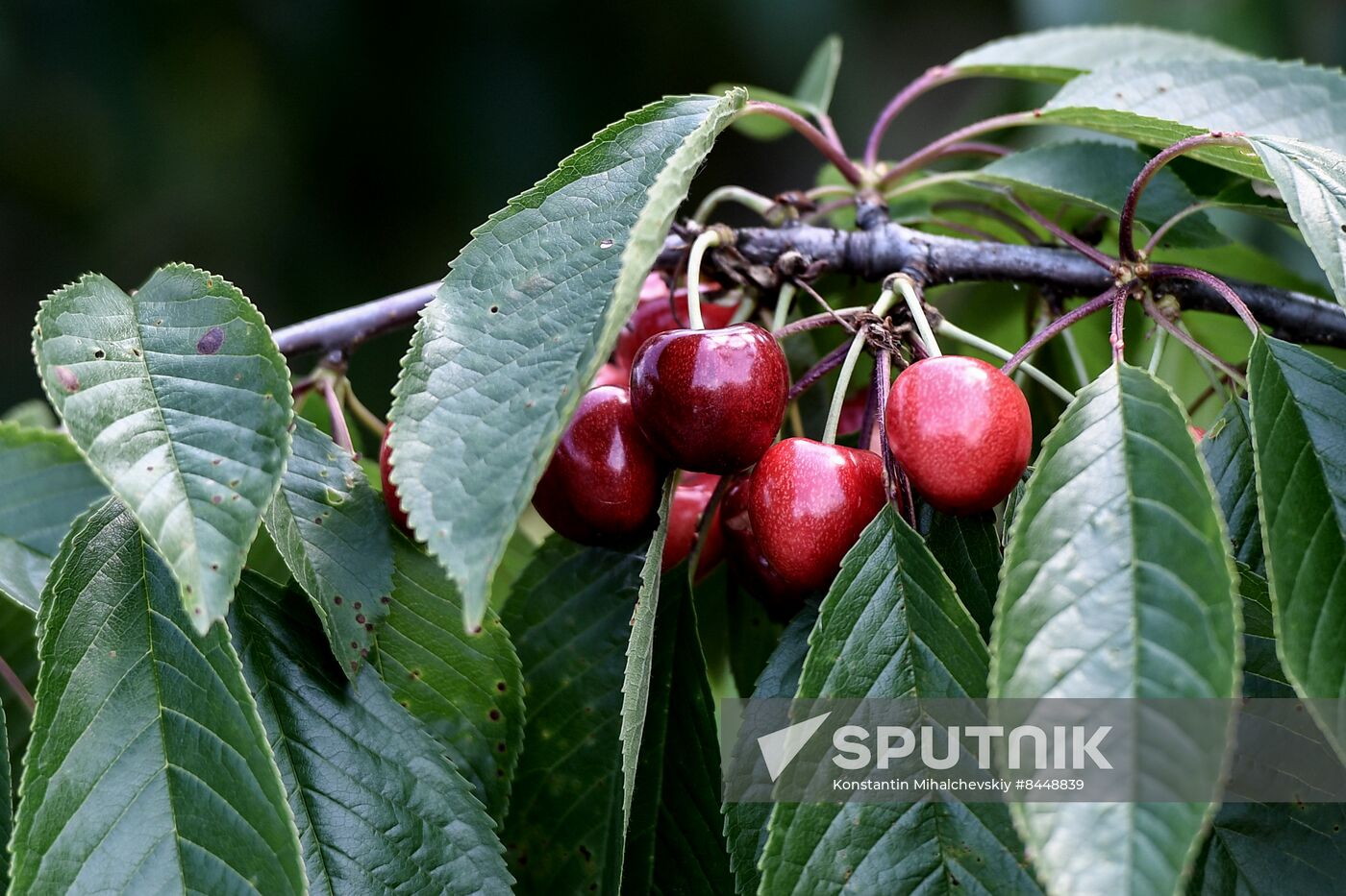 Russia Agriculture Cherry Harvesting