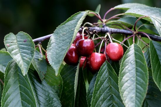 Russia Agriculture Cherry Harvesting