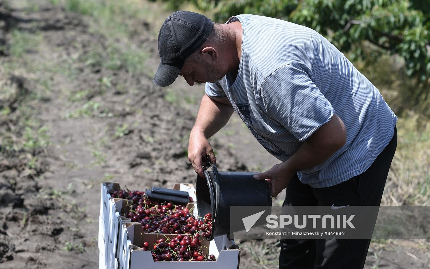 Russia Agriculture Cherry Harvesting