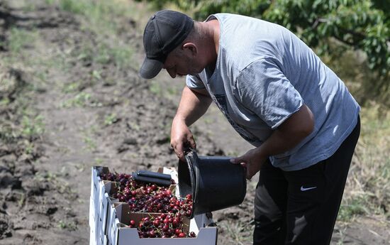 Russia Agriculture Cherry Harvesting