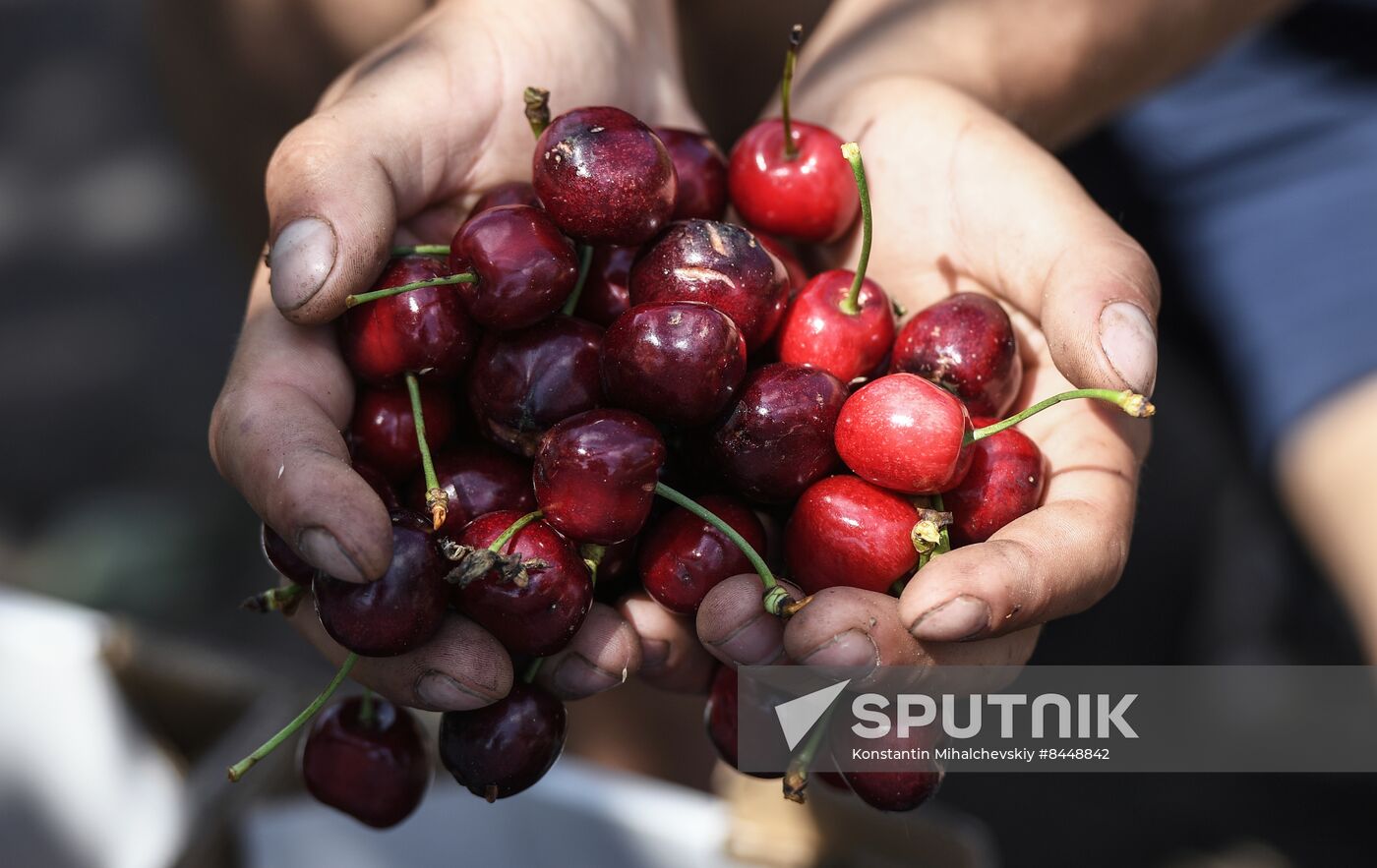 Russia Agriculture Cherry Harvesting