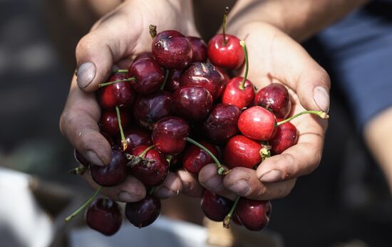 Russia Agriculture Cherry Harvesting