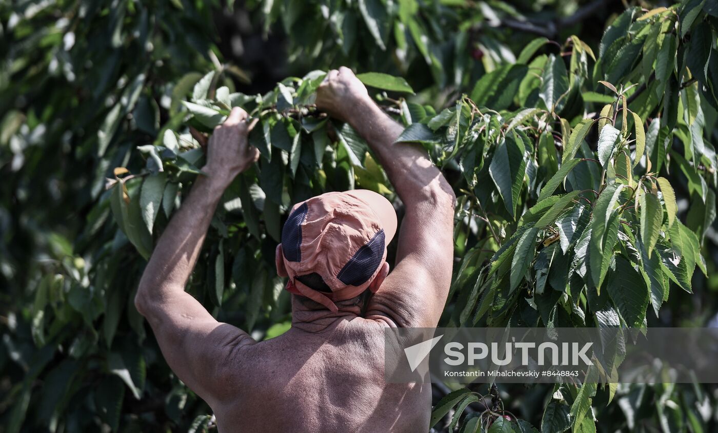 Russia Agriculture Cherry Harvesting