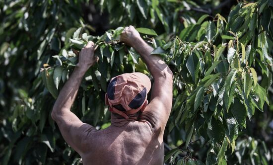 Russia Agriculture Cherry Harvesting