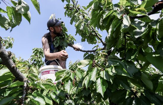 Russia Agriculture Cherry Harvesting
