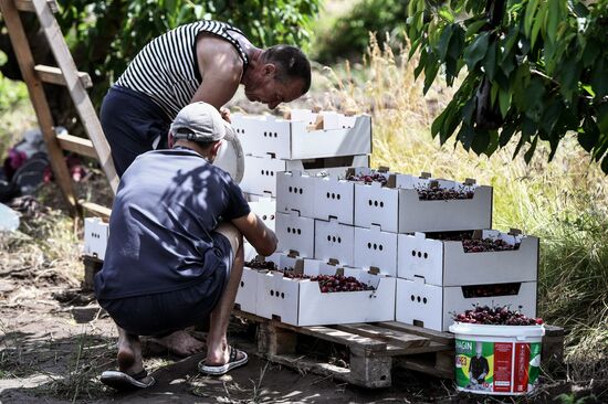 Russia Agriculture Cherry Harvesting