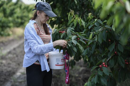 Russia Agriculture Cherry Harvesting