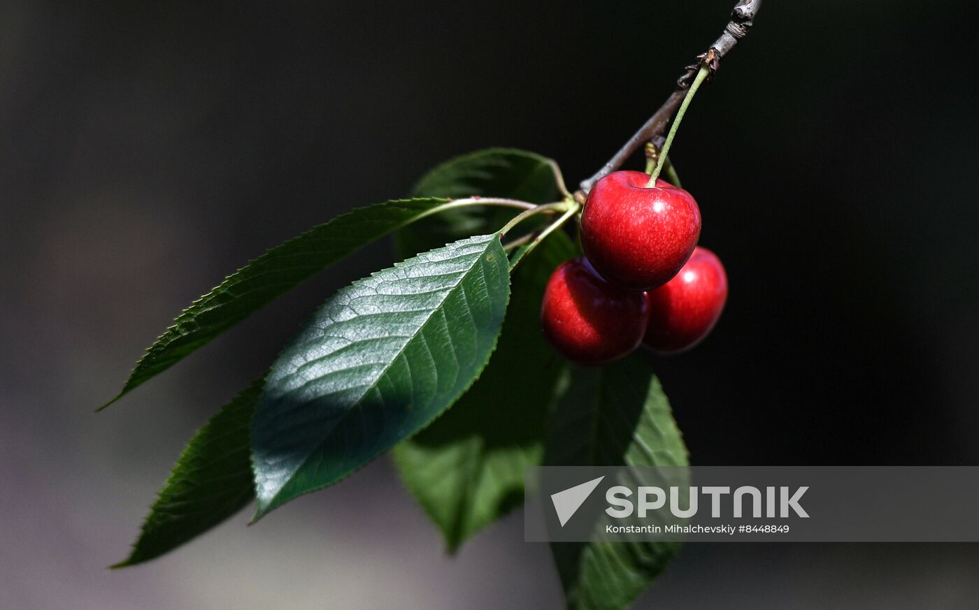 Russia Agriculture Cherry Harvesting