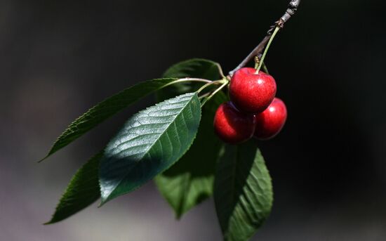 Russia Agriculture Cherry Harvesting