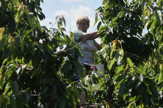 Russia Agriculture Cherry Harvesting