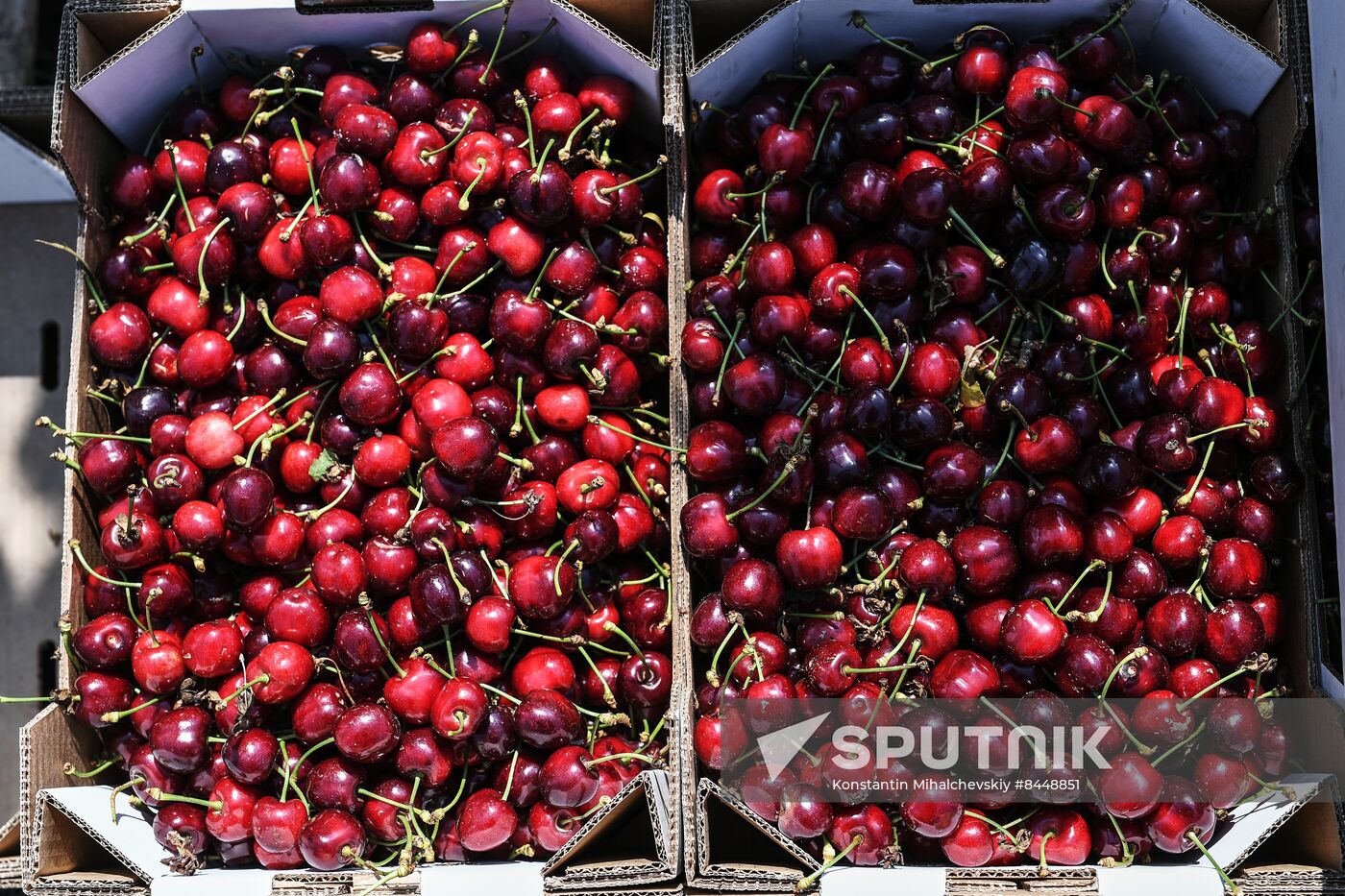 Russia Agriculture Cherry Harvesting